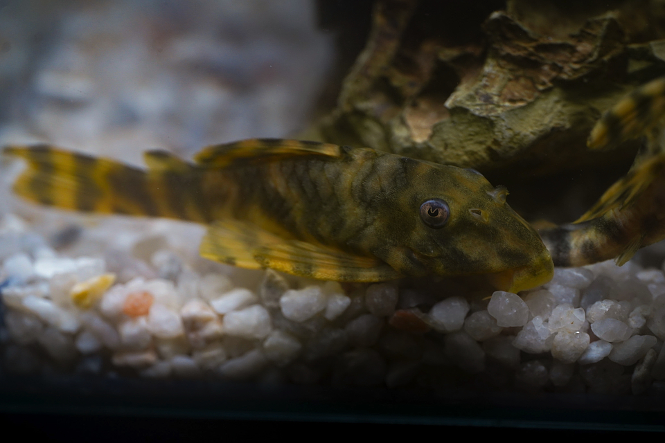 Peckoltia sp. (L069)  - Laranja Preto Pleco 10-14 cm 12