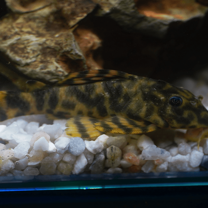 Peckoltia sp. (L069)  - Laranja Preto Pleco 10-14 cm 13