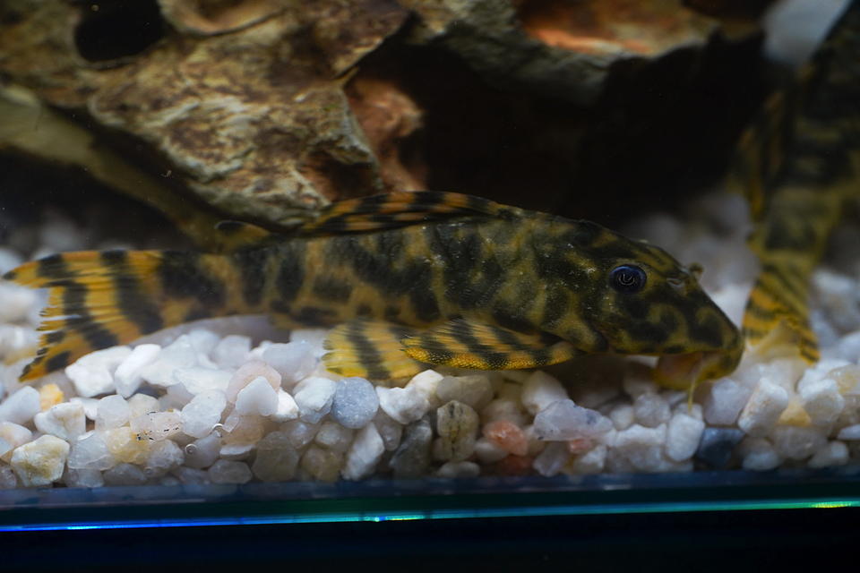 Peckoltia sp. (L069)  - Laranja Preto Pleco 10-14 cm 13