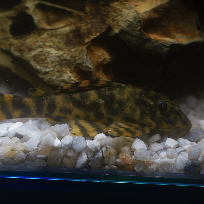 Peckoltia sp. (L069)  - Laranja Preto Pleco 10-14 cm 15