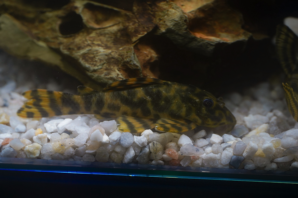 Peckoltia sp. (L069)  - Laranja Preto Pleco 10-14 cm 15