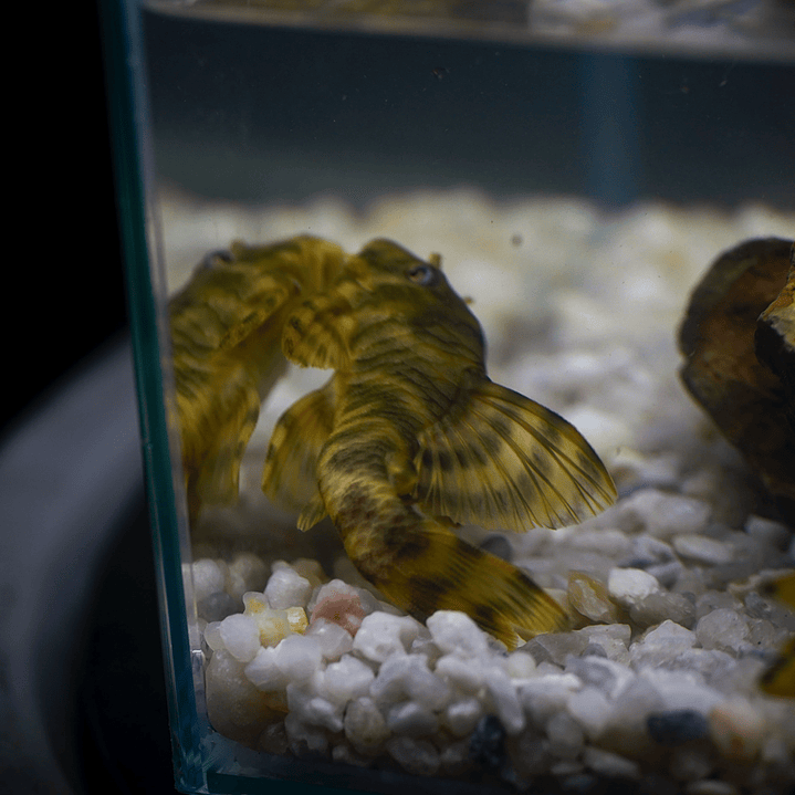 Peckoltia sp. (L069)  - Laranja Preto Pleco 10-14 cm 14