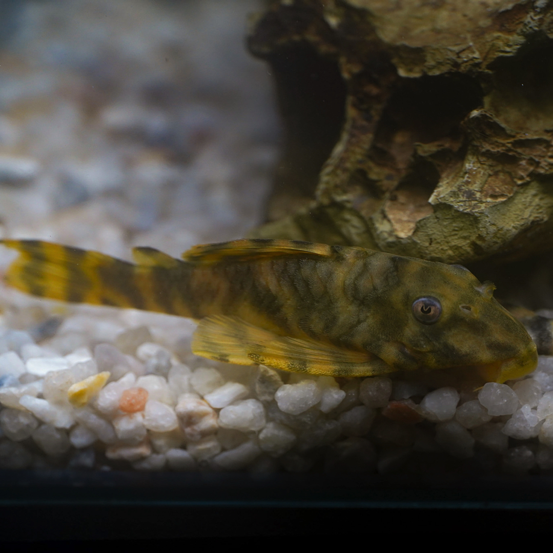 Peckoltia sp. (L069)  - Laranja Preto Pleco 10-14 cm 16