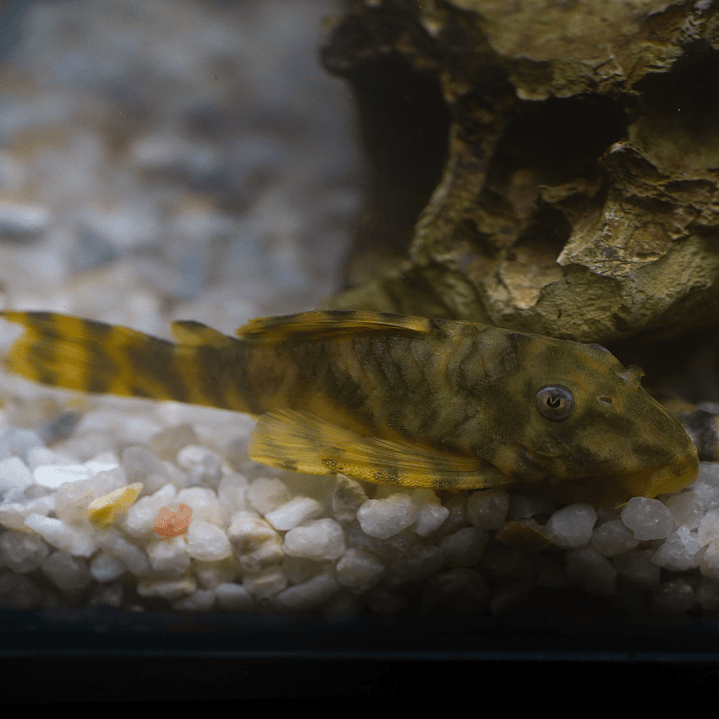 Peckoltia sp. (L069)  - Laranja Preto Pleco 10-14 cm 16