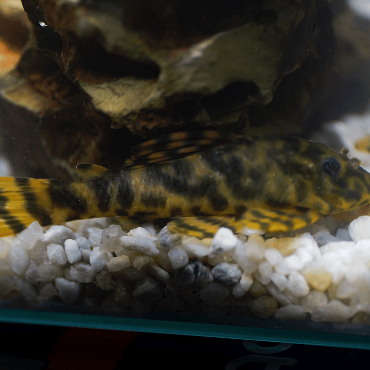 Peckoltia sp. (L069)  - Laranja Preto Pleco 10-14 cm 17