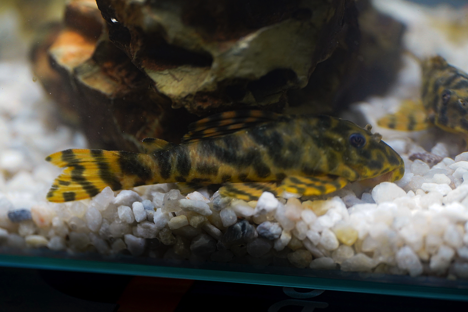 Peckoltia sp. (L069)  - Laranja Preto Pleco 10-14 cm 17