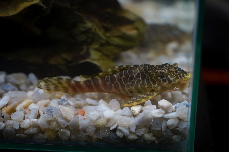 Tigre ouro - Peckoltia compta - L134 5-10 cm 3