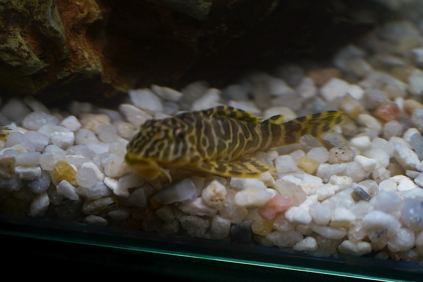 Tigre ouro - Peckoltia compta - L134 5-10 cm 4