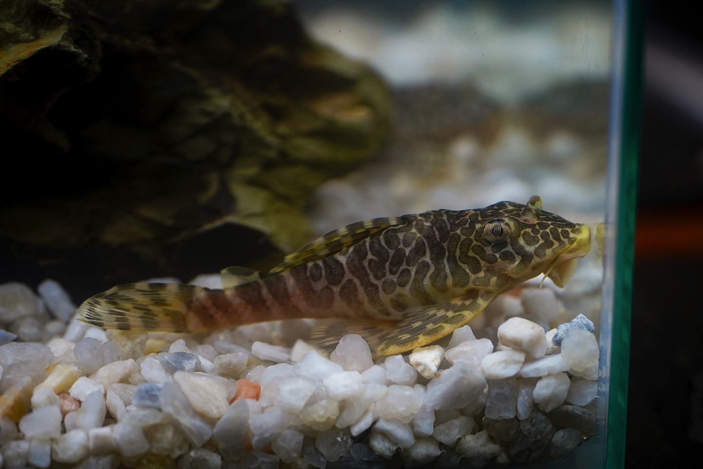 Tigre ouro - Peckoltia compta - L134 5-10 cm 6