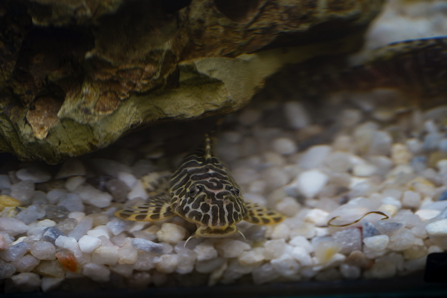 Tigre ouro - Peckoltia compta - L134 5-10 cm 7