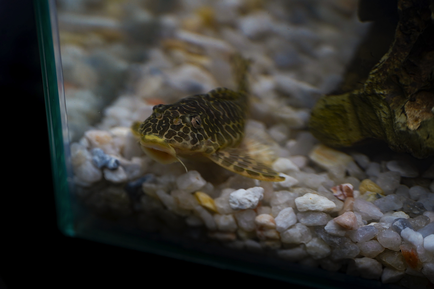 Tigre ouro - Peckoltia compta - L134 5-10 cm 9