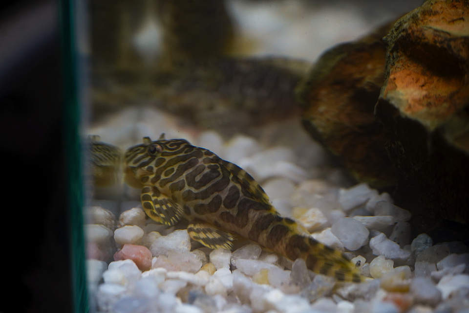 Tigre ouro - Peckoltia compta - L134 5-10 cm 10