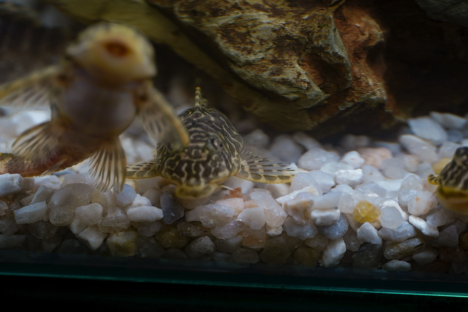 Tigre ouro - Peckoltia compta - L134 5-10 cm 11