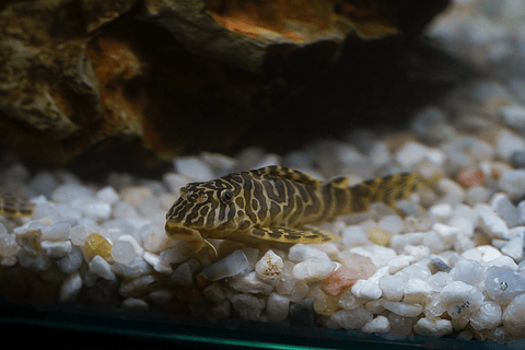 Tigre ouro - Peckoltia compta - L134 5-10 cm