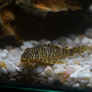 Tigre ouro - Peckoltia compta - L134 5-10 cm