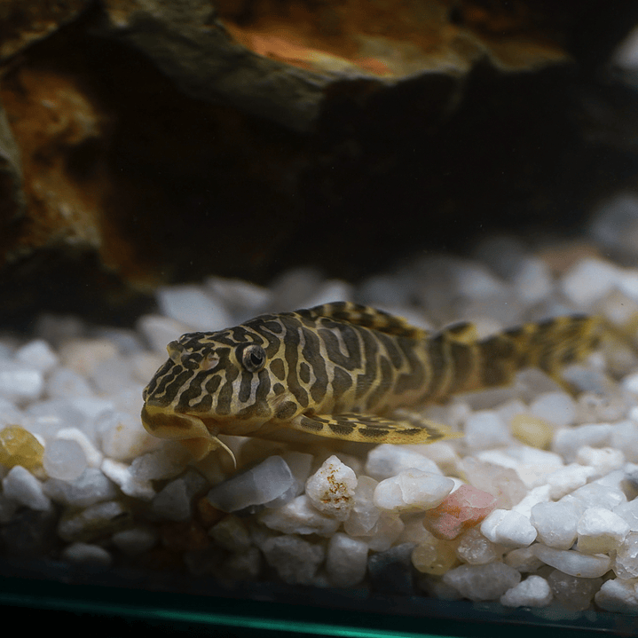 Tigre ouro - Peckoltia compta - L134 5-10 cm 1