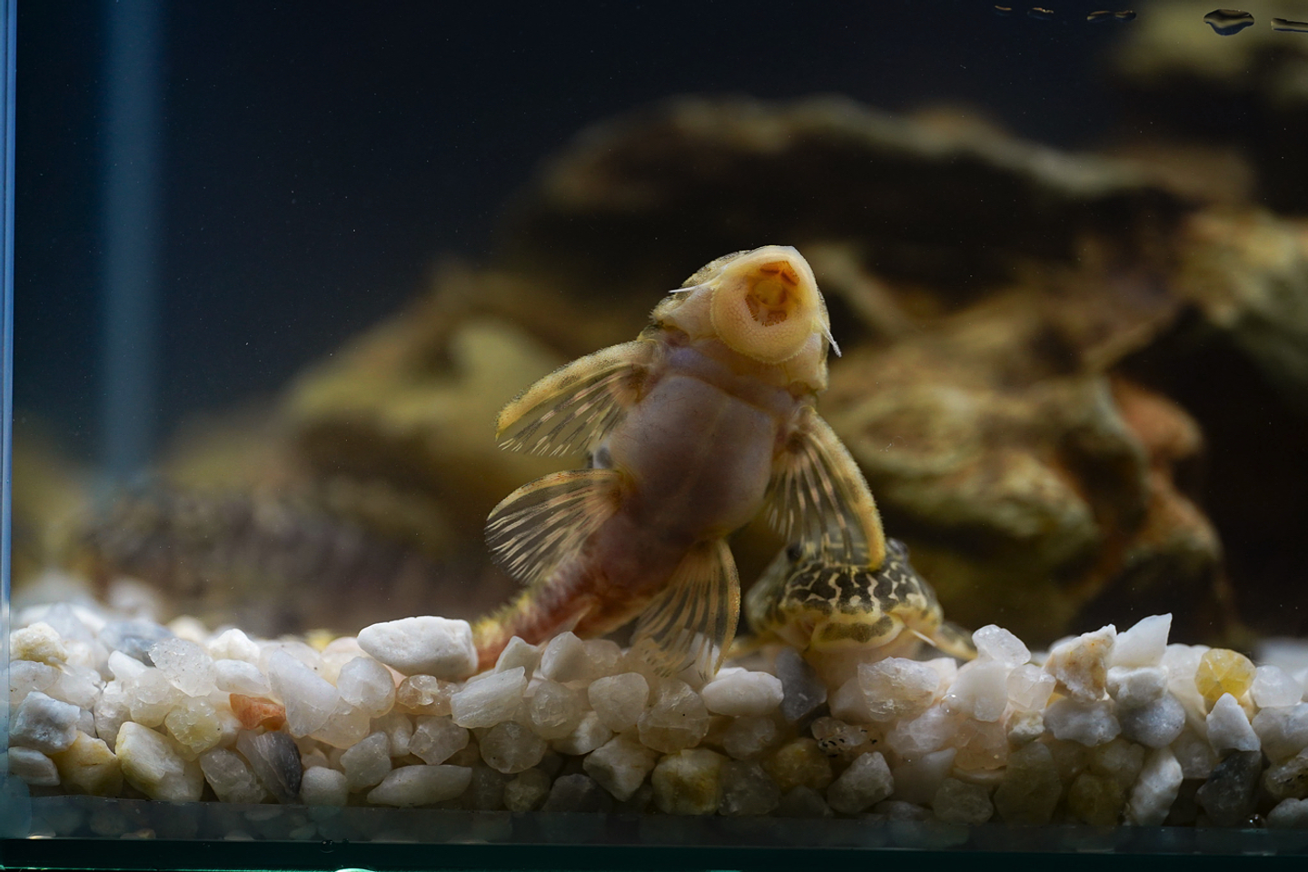 Tigre ouro - Peckoltia compta - L134 5-10 cm 12