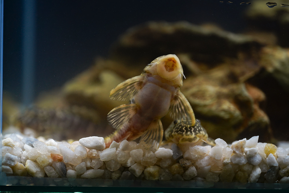 Tigre ouro - Peckoltia compta - L134 5-10 cm 12