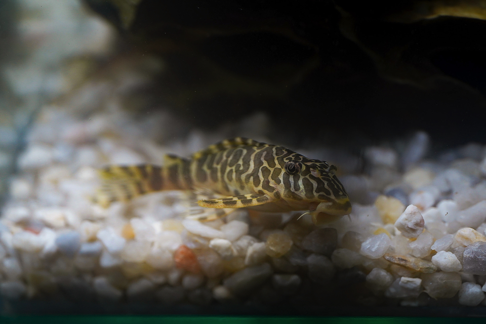 Tigre ouro - Peckoltia compta - L134 5-10 cm 8