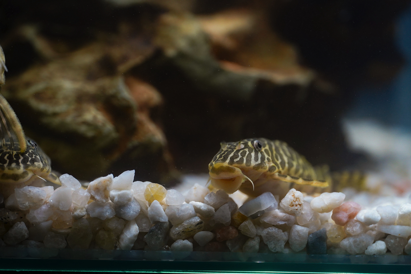 Tigre ouro - Peckoltia compta - L134 5-10 cm 13