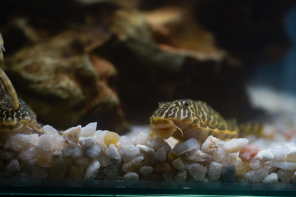 Tigre ouro - Peckoltia compta - L134 5-10 cm 13