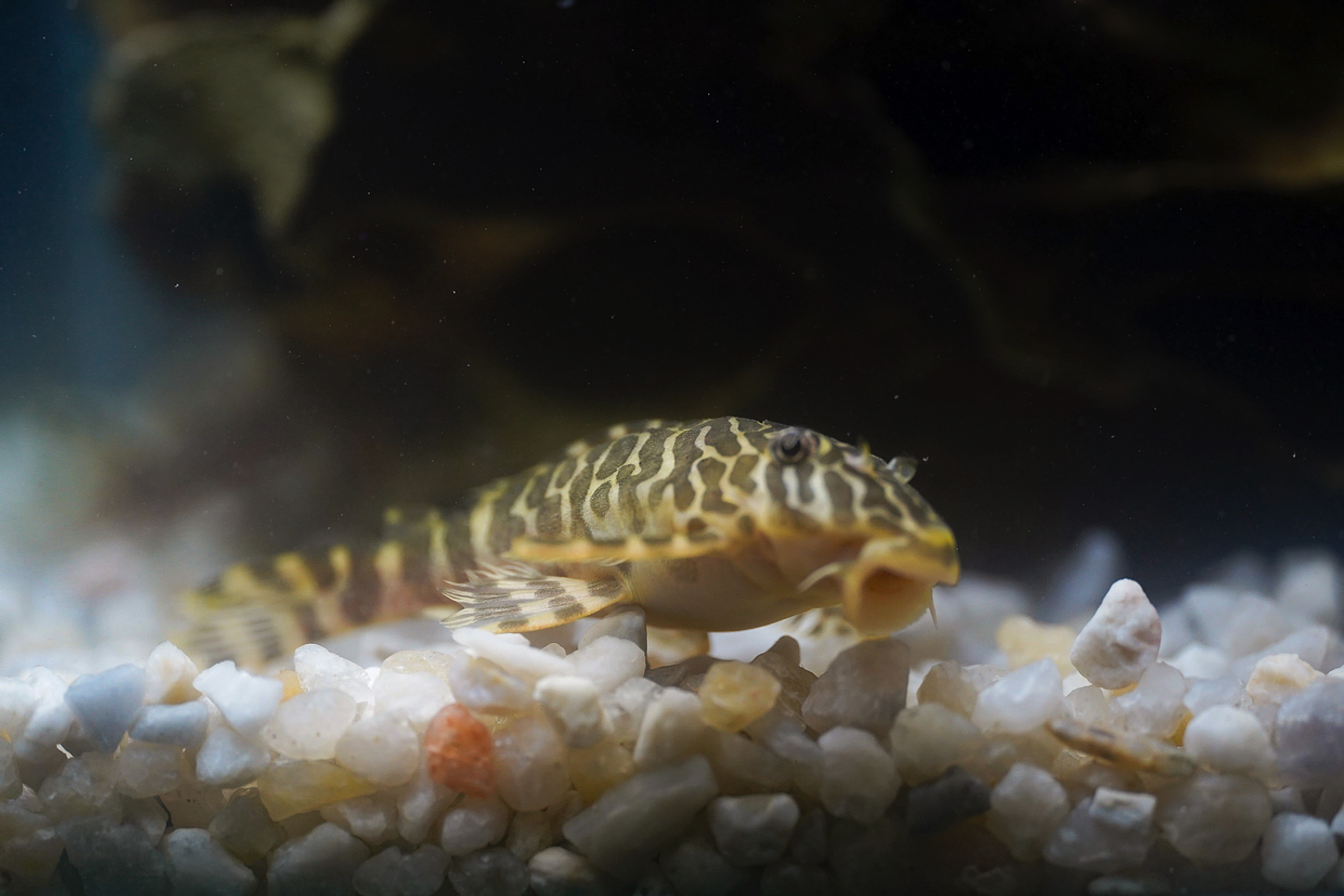 Tigre ouro - Peckoltia compta - L134 5-10 cm 15