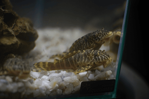 Tigre ouro - Peckoltia compta - L134 5-10 cm