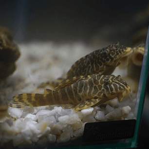Tigre ouro - Peckoltia compta - L134 5-10 cm