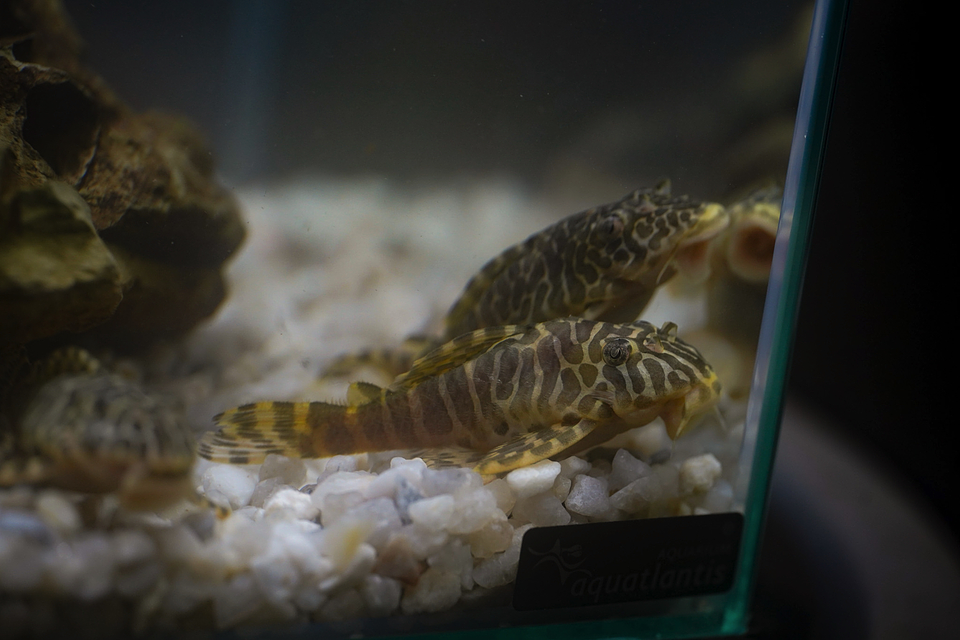 Tigre ouro - Peckoltia compta - L134 5-10 cm 2