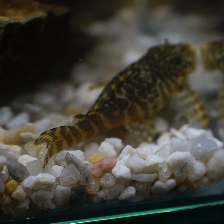 Tigre ouro - Peckoltia compta - L134 5-10 cm 16