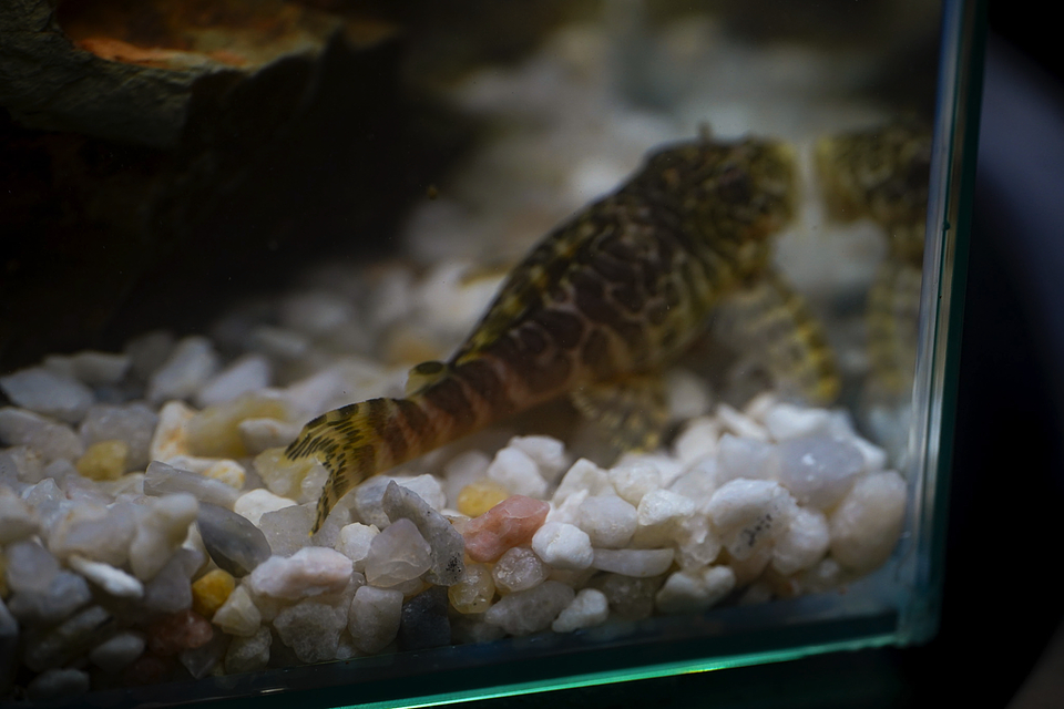 Tigre ouro - Peckoltia compta - L134 5-10 cm 16