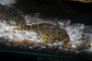 Tigre ouro - Peckoltia compta - L134 5-10 cm - Thumbnail 17
