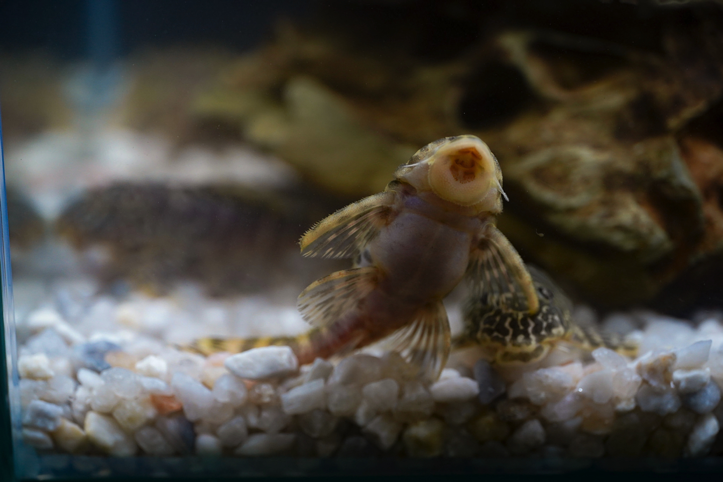 Tigre ouro - Peckoltia compta - L134 5-10 cm 21