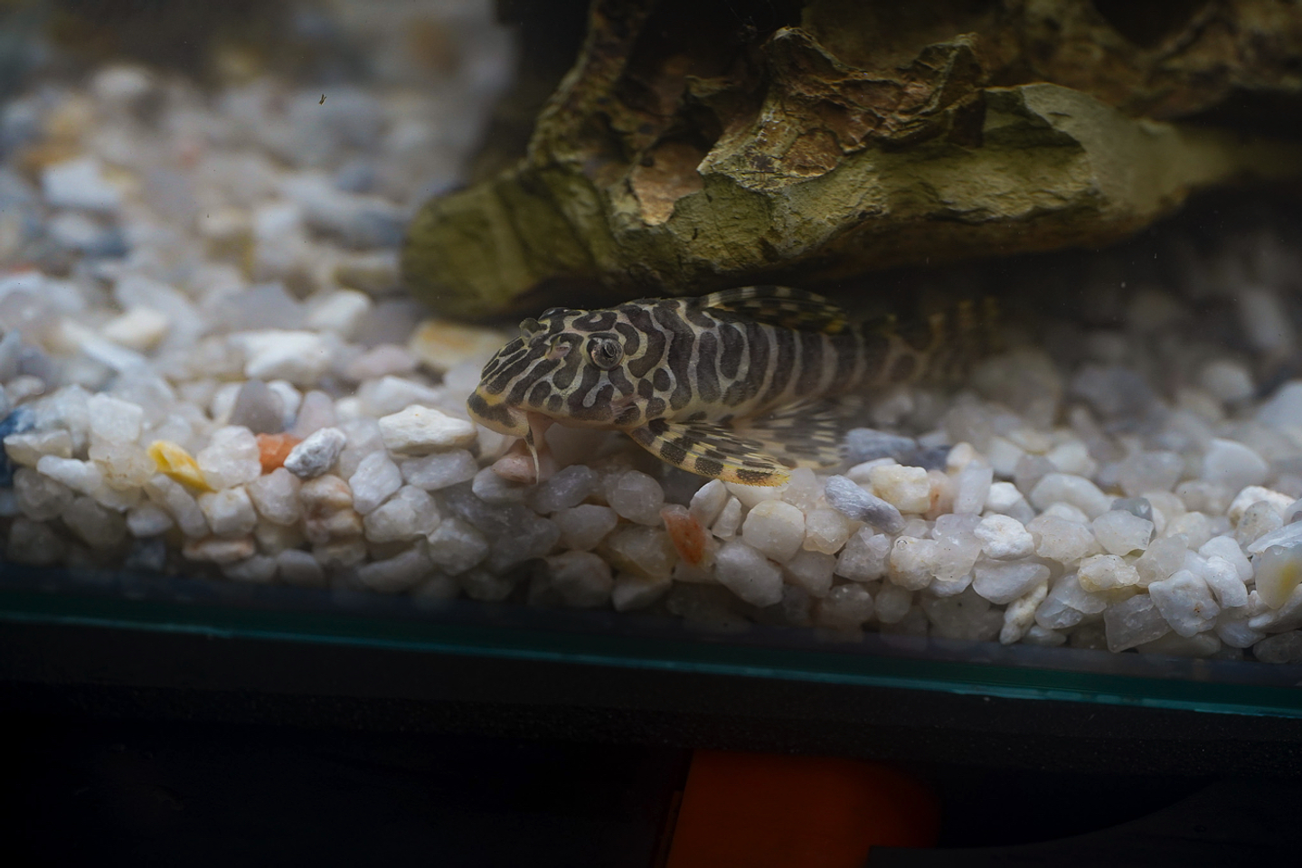 Tigre ouro - Peckoltia compta - L134 5-10 cm 22