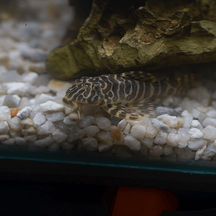 Tigre ouro - Peckoltia compta - L134 5-10 cm 22