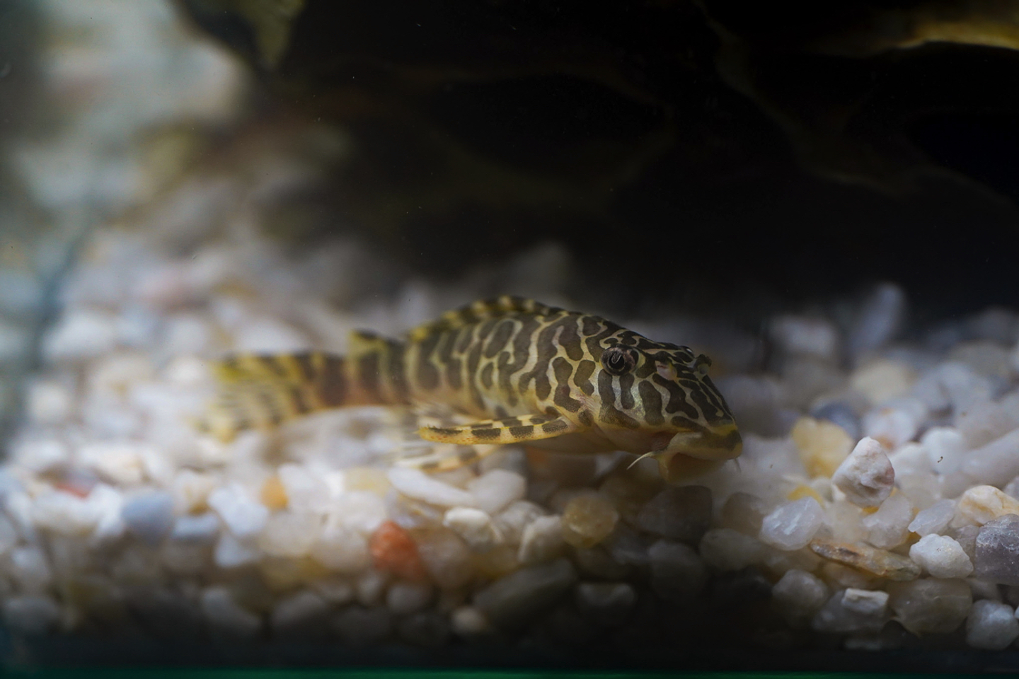 Tigre ouro - Peckoltia compta - L134 5-10 cm 23