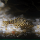 Tigre ouro - Peckoltia compta - L134 5-10 cm - Thumbnail 23