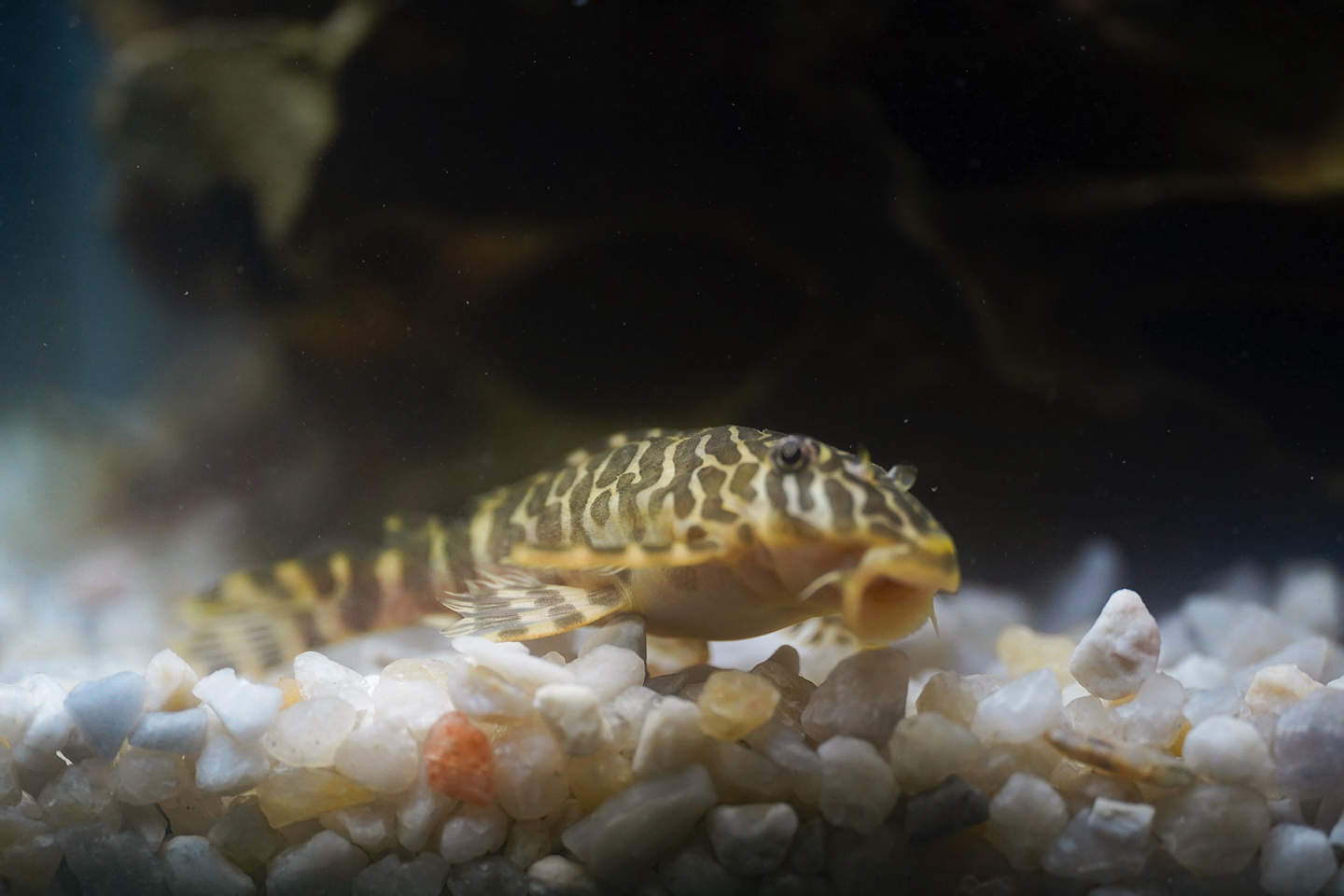 Tigre ouro - Peckoltia compta - L134 5-10 cm 18