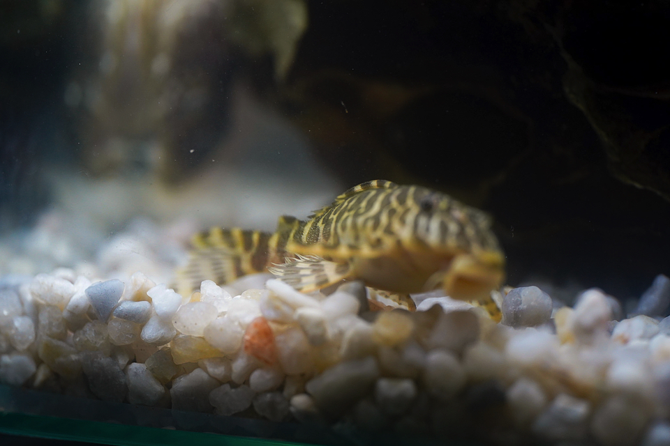 Tigre ouro - Peckoltia compta - L134 5-10 cm 20