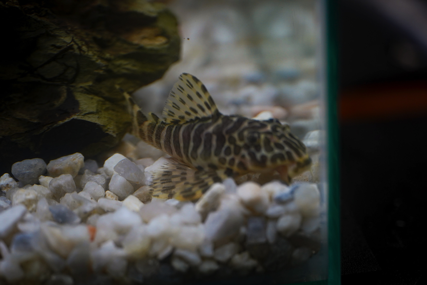 Tigre ouro - Peckoltia compta - L134 5-10 cm 5