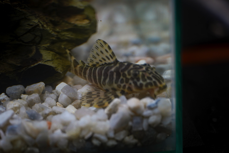 Tigre ouro - Peckoltia compta - L134 5-10 cm 5