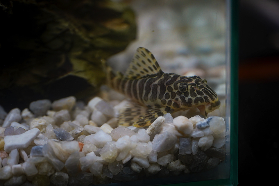 Tigre ouro - Peckoltia compta - L134 5-10 cm 14