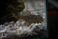Tigre ouro - Peckoltia compta - L134 5-10 cm - Thumbnail 24