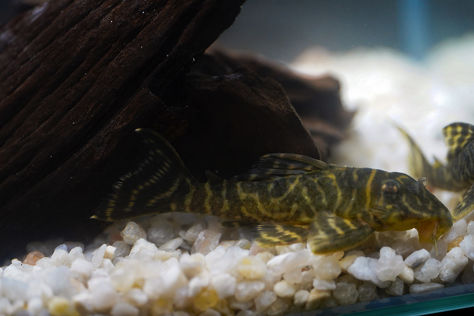 Hypancistrus sp. (L333)   10-12 cm 5