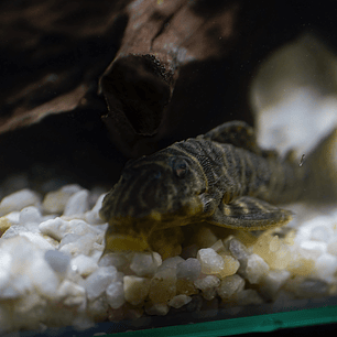 Hypancistrus sp. (L333)   10-12 cm