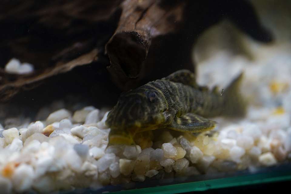 Hypancistrus sp. (L333)   10-12 cm 2
