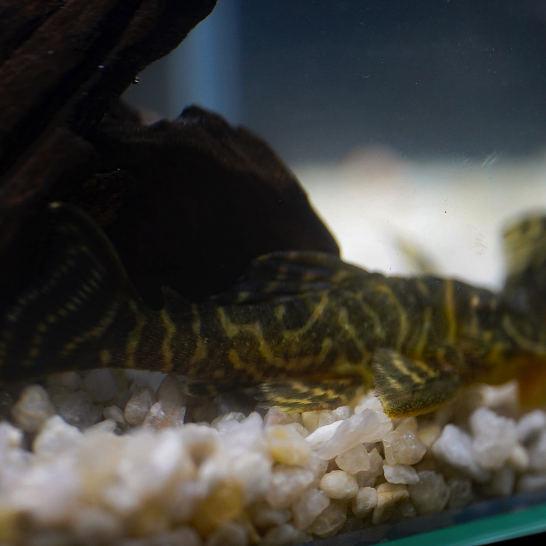 Hypancistrus sp. (L333)   10-12 cm 7