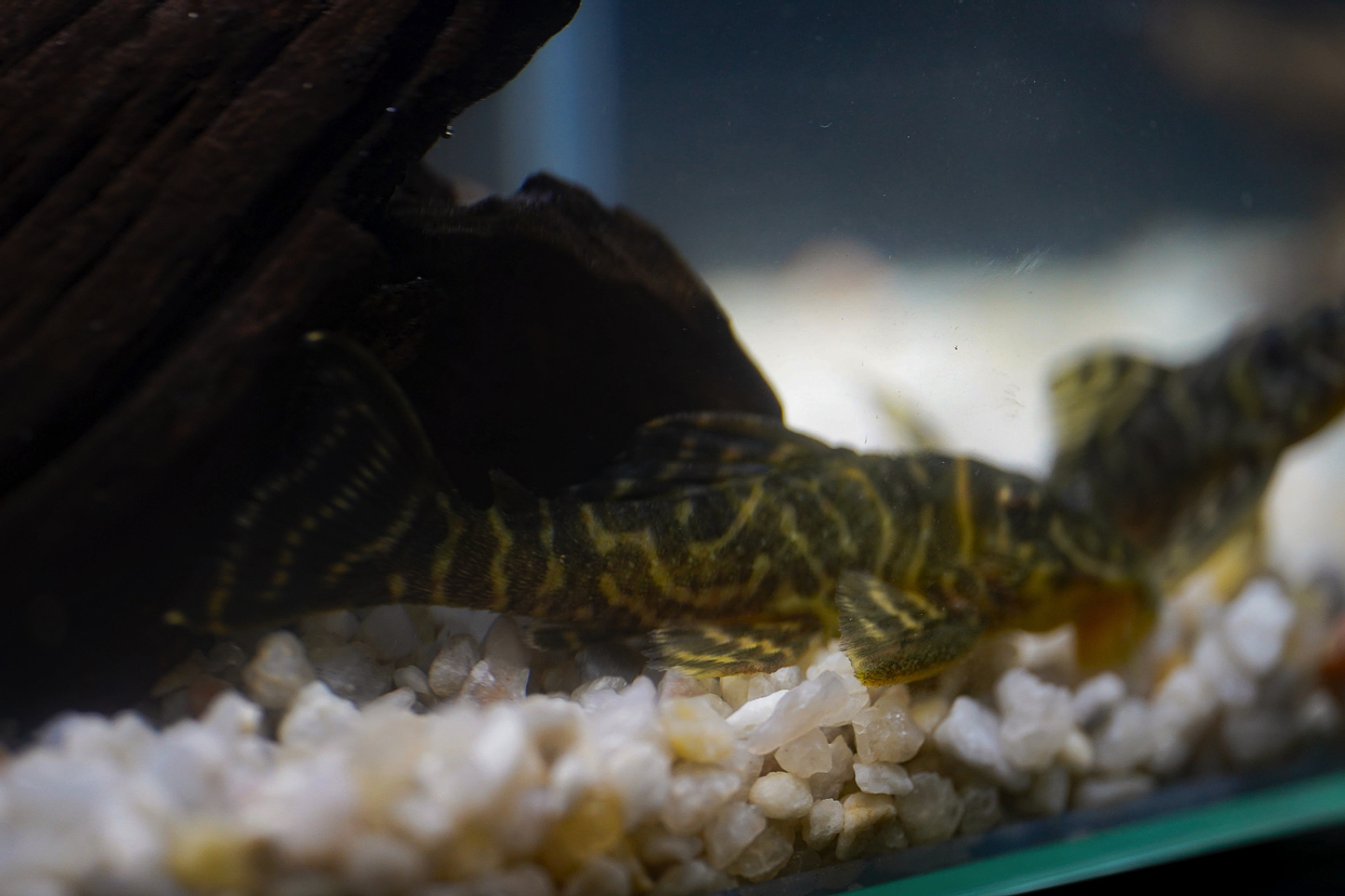 Hypancistrus sp. (L333)   10-12 cm 7