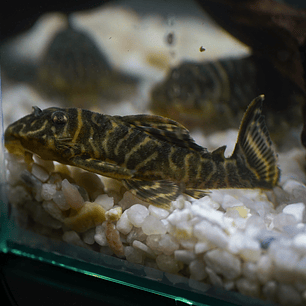 Hypancistrus sp. (L333)   10-12 cm