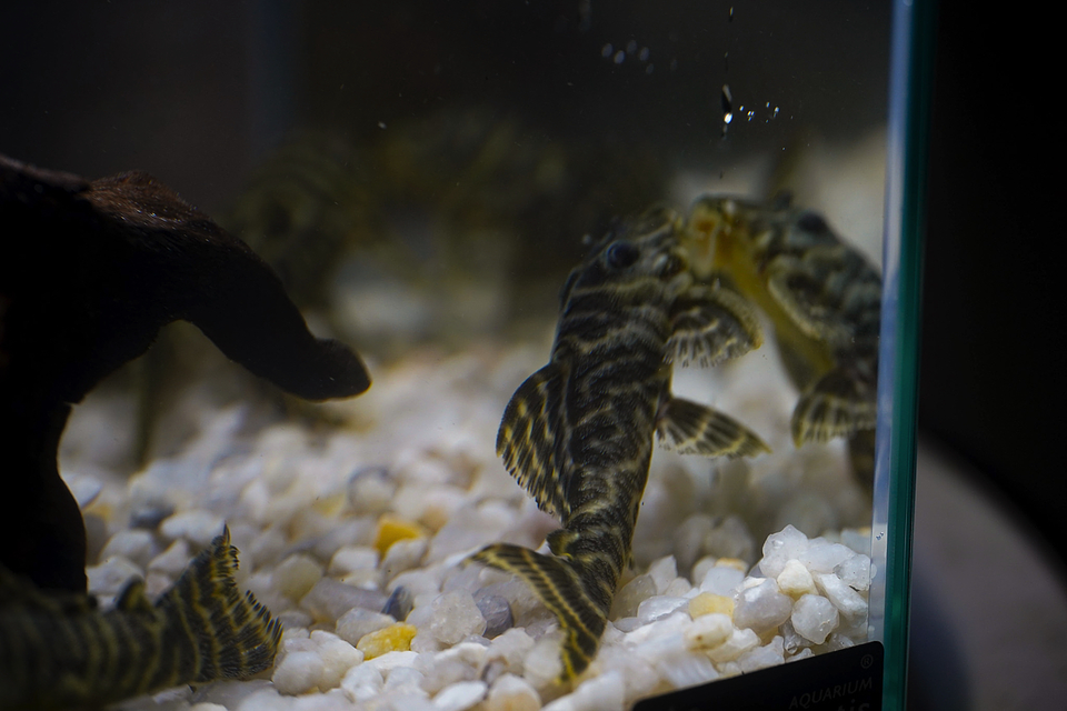 Hypancistrus sp. (L333)   10-12 cm 11